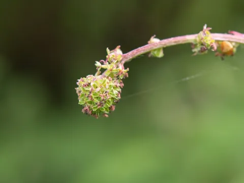 Sanguisorba diandra