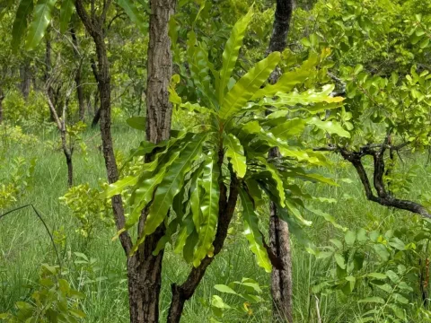 Lophira