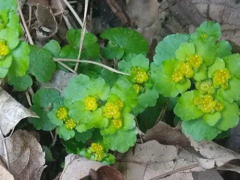 Golden-saxifrage