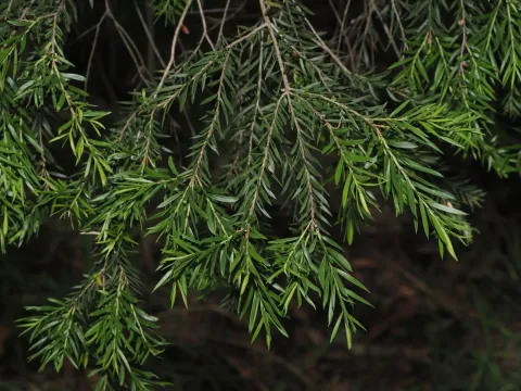 Melaleuca decora
