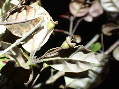 Lophomyrtus