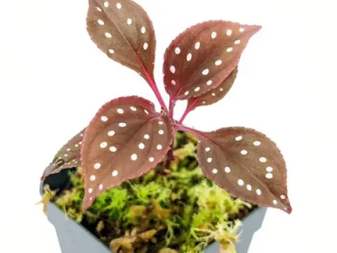 Sonerila amabilis