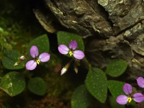 Sonerila erecta