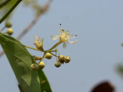Lagerstroemia parviflora