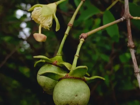 Sonneratia apetala