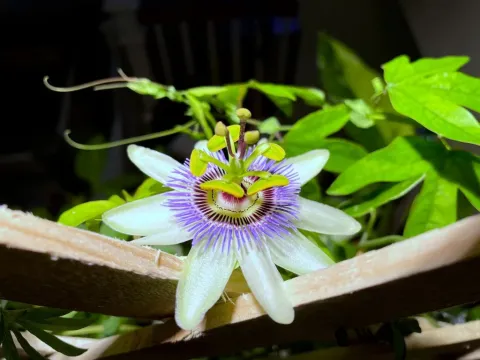 Passiflora kermesiana
