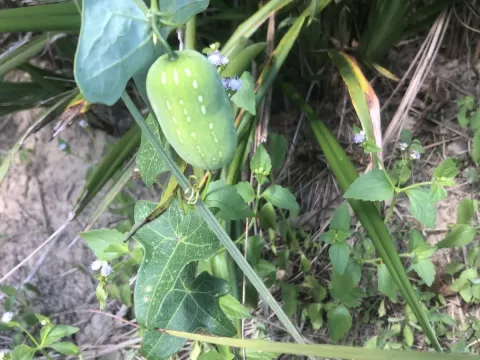 Melothria amplexicaulis