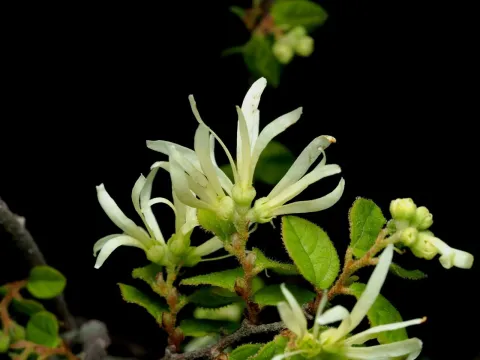 Loropetalum