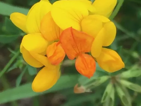 Лядвенец