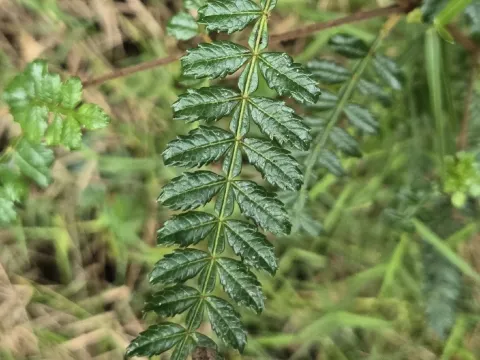 Weinmannia pinnata