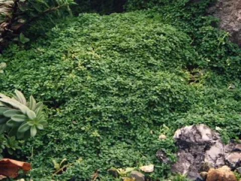 Arenaria conferta