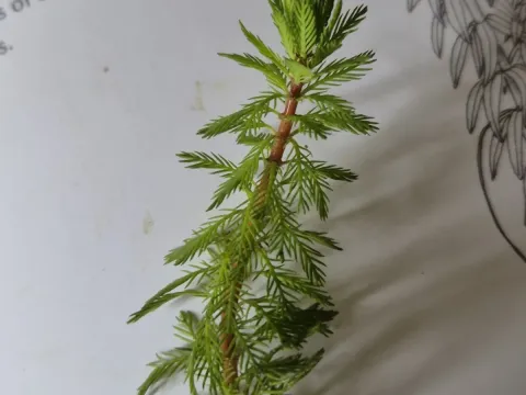 Red-stemmed water milfoil