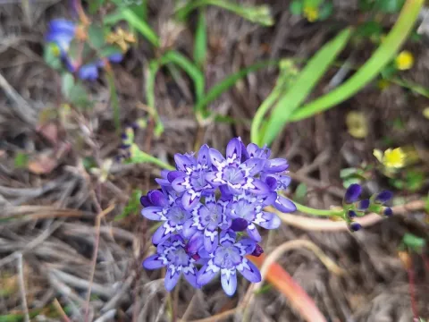 Codonorhiza