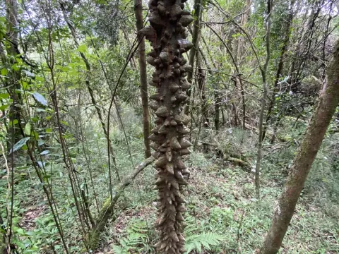Zanthoxylum davyi