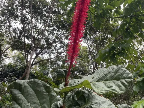 Coccoloba rugosa
