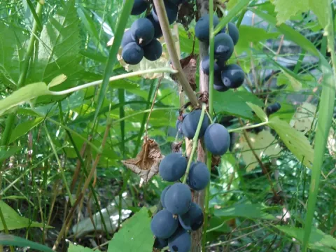 Смородина дикуша