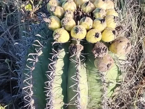 Herrera's Ferocactus