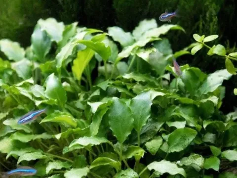 Schismatoglottis prietoi