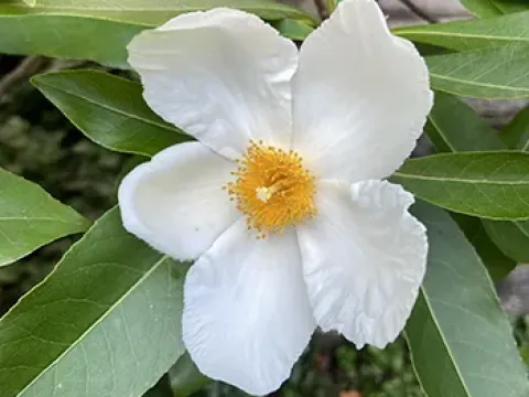 Gordlinia grandiflora
