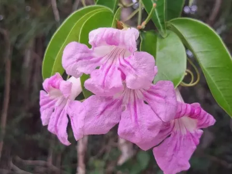 Bignonia corymbosa