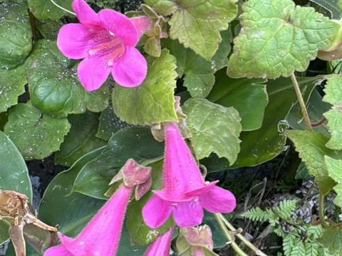 Lophospermum