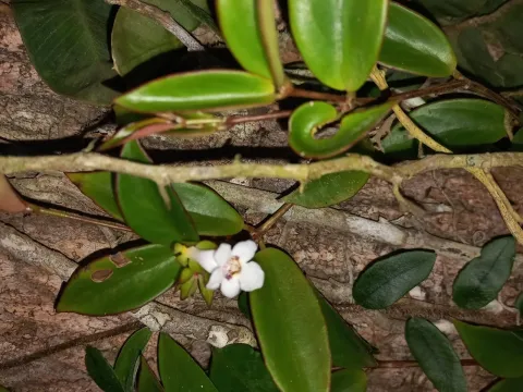 Codonanthe gracilis