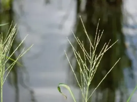Leptochloa