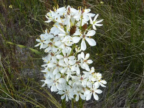 Burcharia congesta