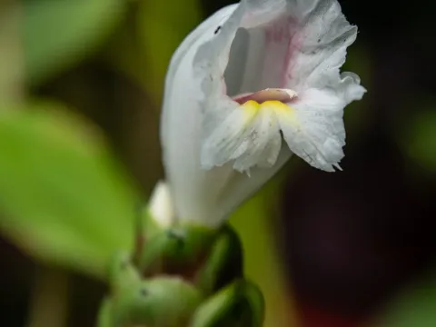 Costus arabicus
