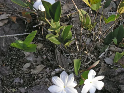 Jasminum nobile