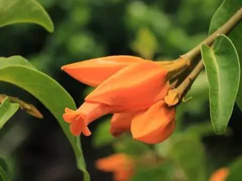 Juanulloa mexicana
