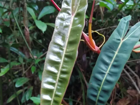 Philodendron billietiae