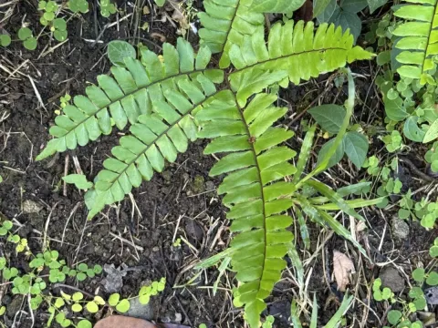 Adiantum latifolium