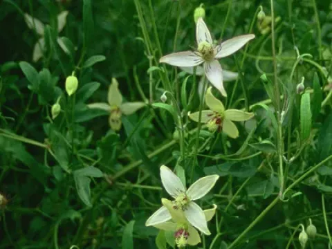 Clematis ispahanica