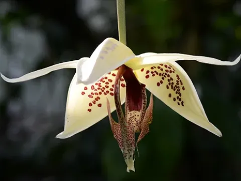 Embreea