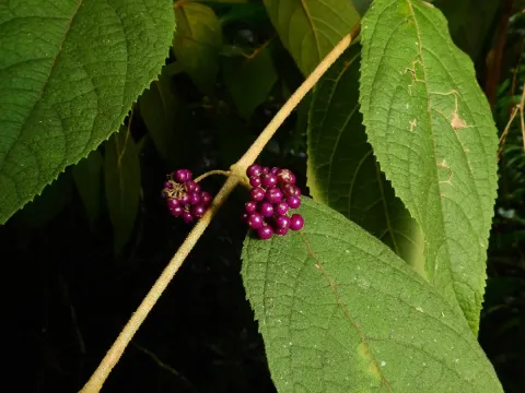 Callicarpa pedunculata