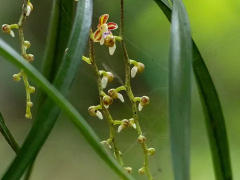 Cleisostoma