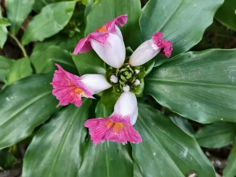 Costus phyllocephalus