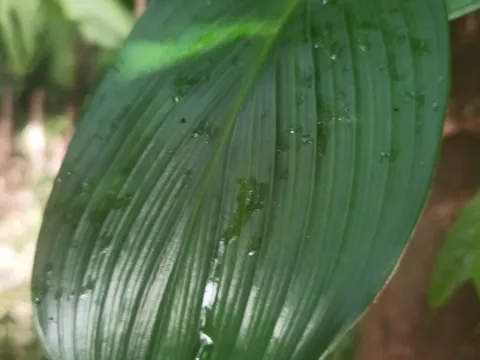 Costus plicatus