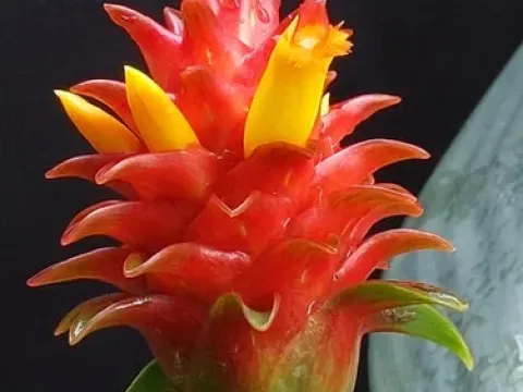 Costus productus