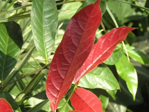 Excoecaria cochinchinensis