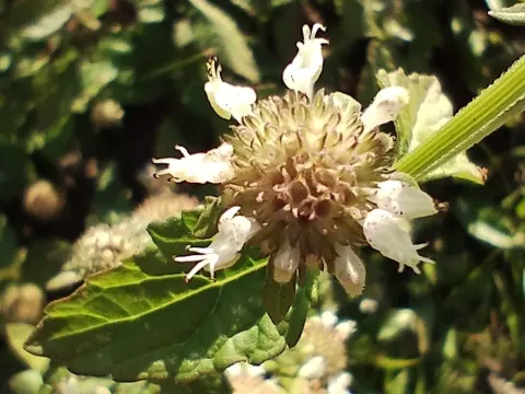 Hyptis lorentziana