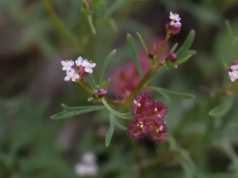 Trachymene cyanopetala
