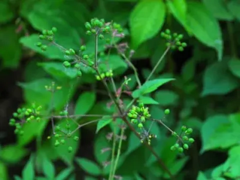 Aralia apioides