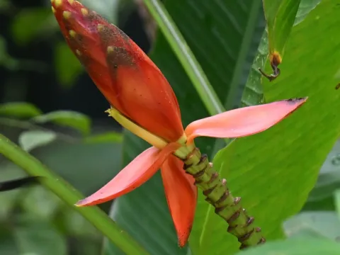 Musa beccarii