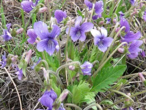 Cutleaf violet