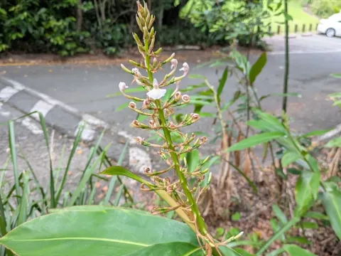Alpinia