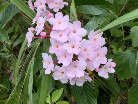 Лукулия