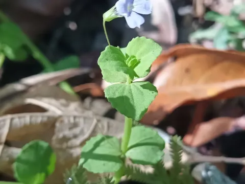 Conobea
