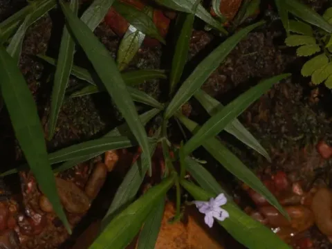 Ruellia longifolia